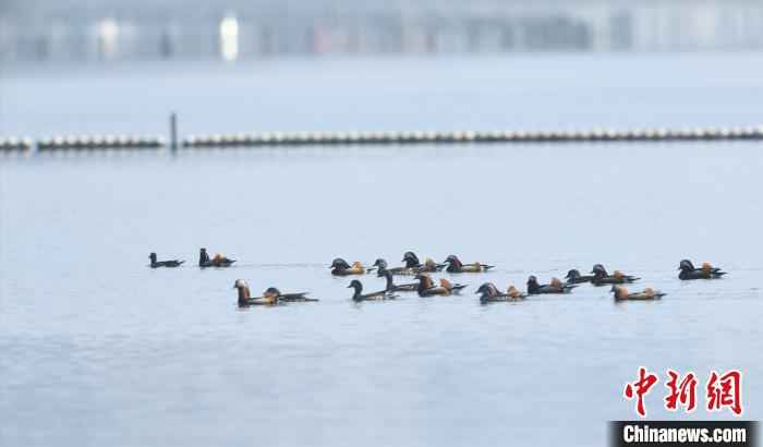 西湖鸳鸯 黄曙林 摄
