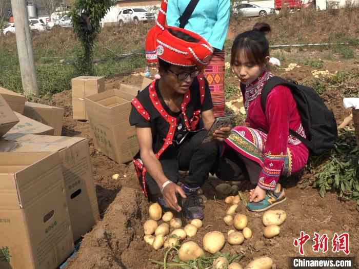 图为直播现场。 刀志楠 摄  “农民院士”朱有勇田间直播卖土豆 助力云南脱贫攻坚