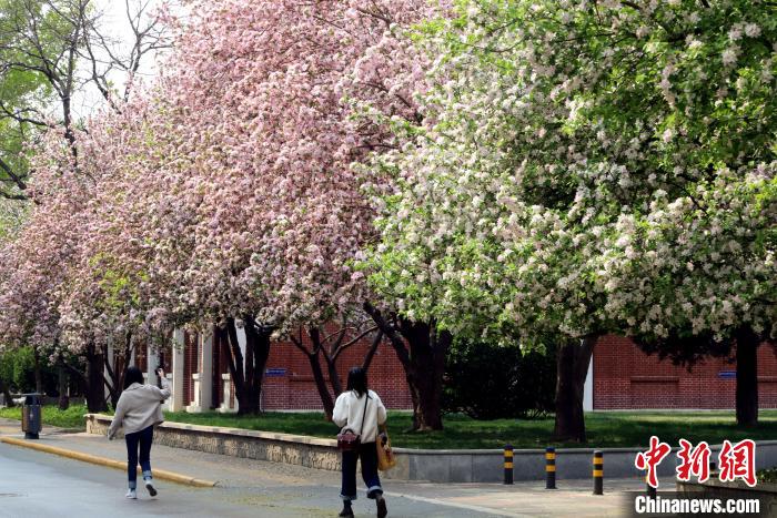 图为天津大学海棠花开。 张道正 摄  又到海棠季 天津高校师生今年“云赏花”